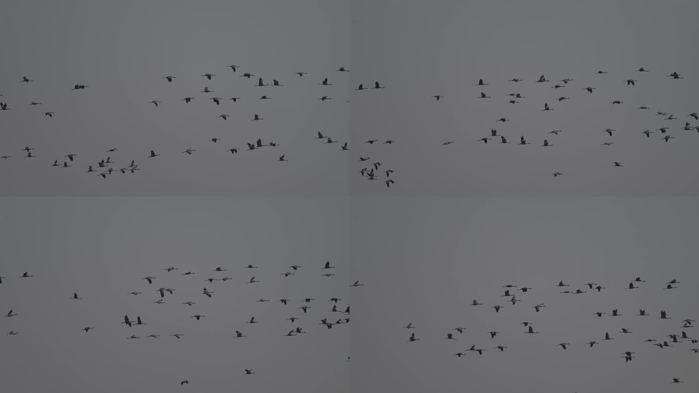 鹤在天空飞翔的升格画面