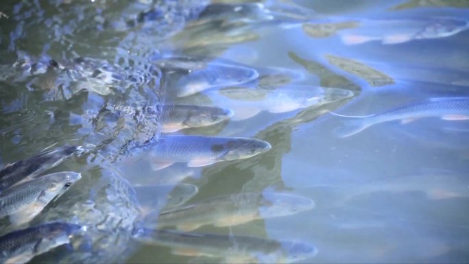 达里湖华子鱼回游产卵逆流而上