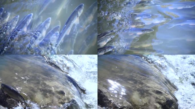 达里湖华子鱼回游产卵逆流而上