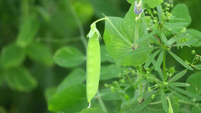 豌豆荚