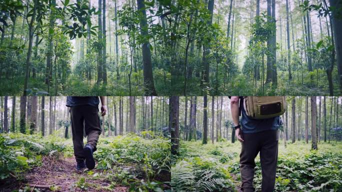 4K森林林中探险徒步的男人