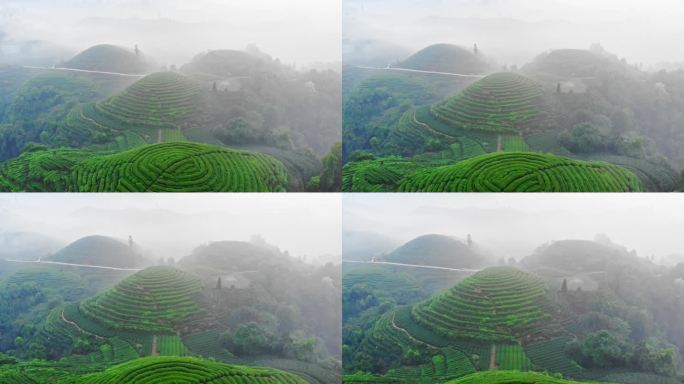 四川雅安大地指纹茶山茶园日出晨雾航拍