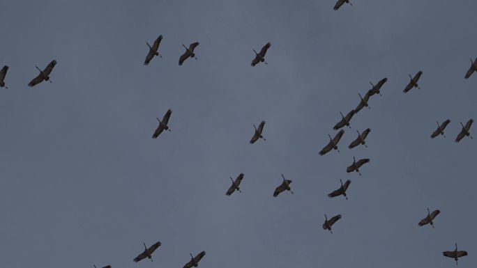 成群灰鹤天空翱翔的升格画面