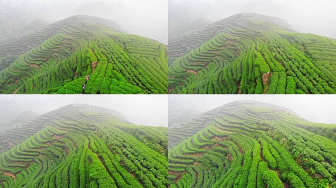 四川雅安大地指纹茶山茶园航拍