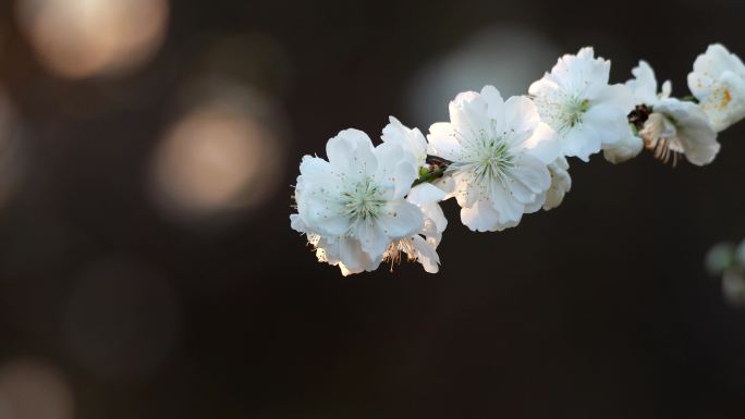 一枝白花山碧桃花开4K视频