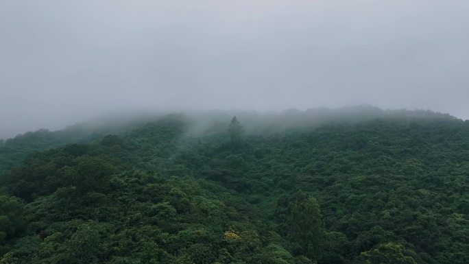 航拍深圳公园|航拍深圳塘朗山公园