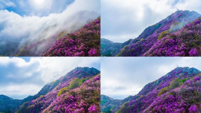 杜鹃花 映山红 平流雾延时