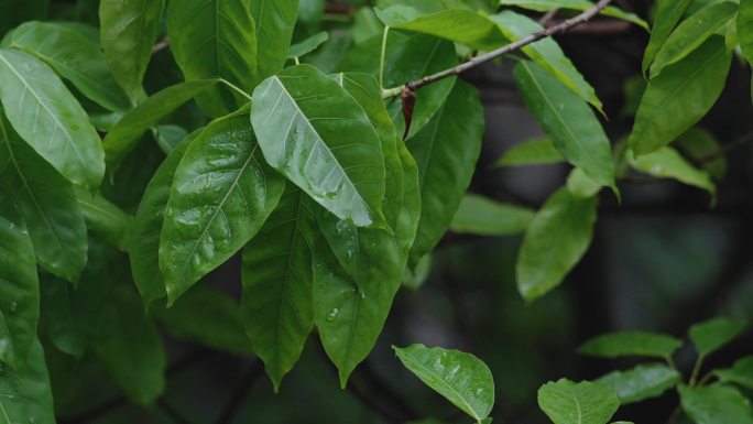 夏天春天树叶细雨