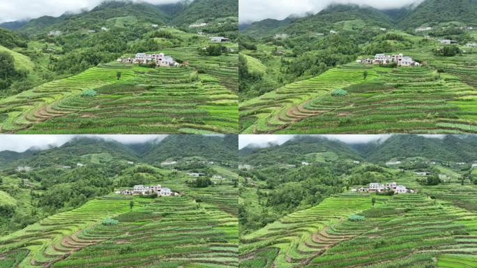 环绕航拍梯田茶山云雾缭绕风景高清