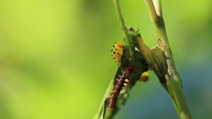 害虫吃叶子昆虫毛毛虫唯美自然界