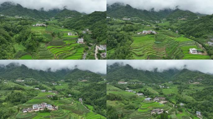 正视航拍梯田茶山云雾缭绕风景高清素材