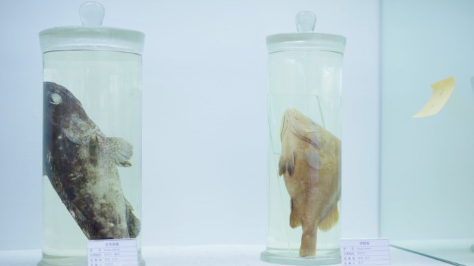 老虎斑鱼和银鲳鱼标本