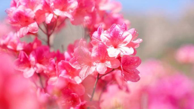 映山红 杜鹃花实拍