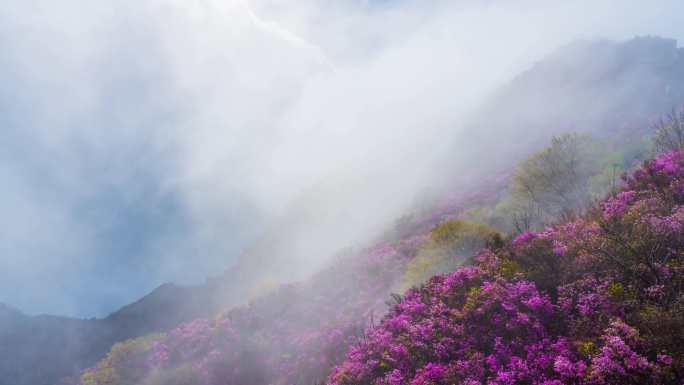 杜鹃花 映山红 平流雾延时