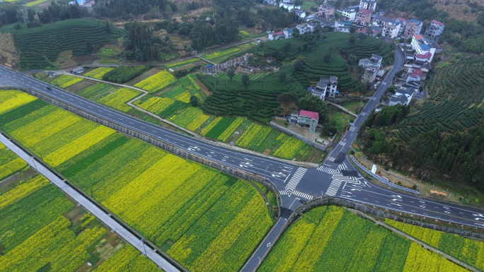 开化音坑油菜花航拍