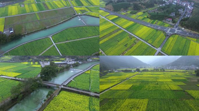 开化音坑油菜花航拍