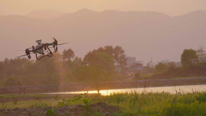 夕阳西下植保无人机麦田航拍撒农药4K升格