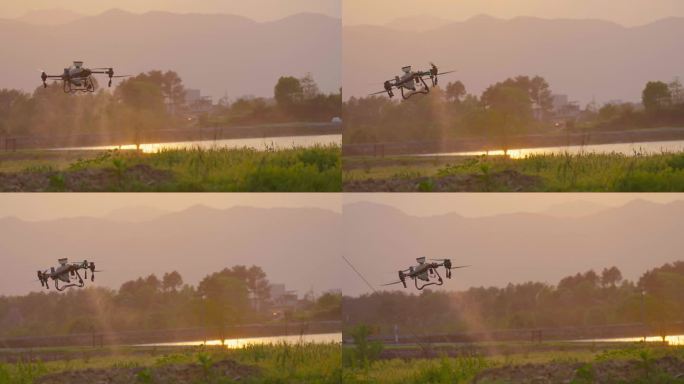 夕阳西下植保无人机麦田航拍撒农药4K升格