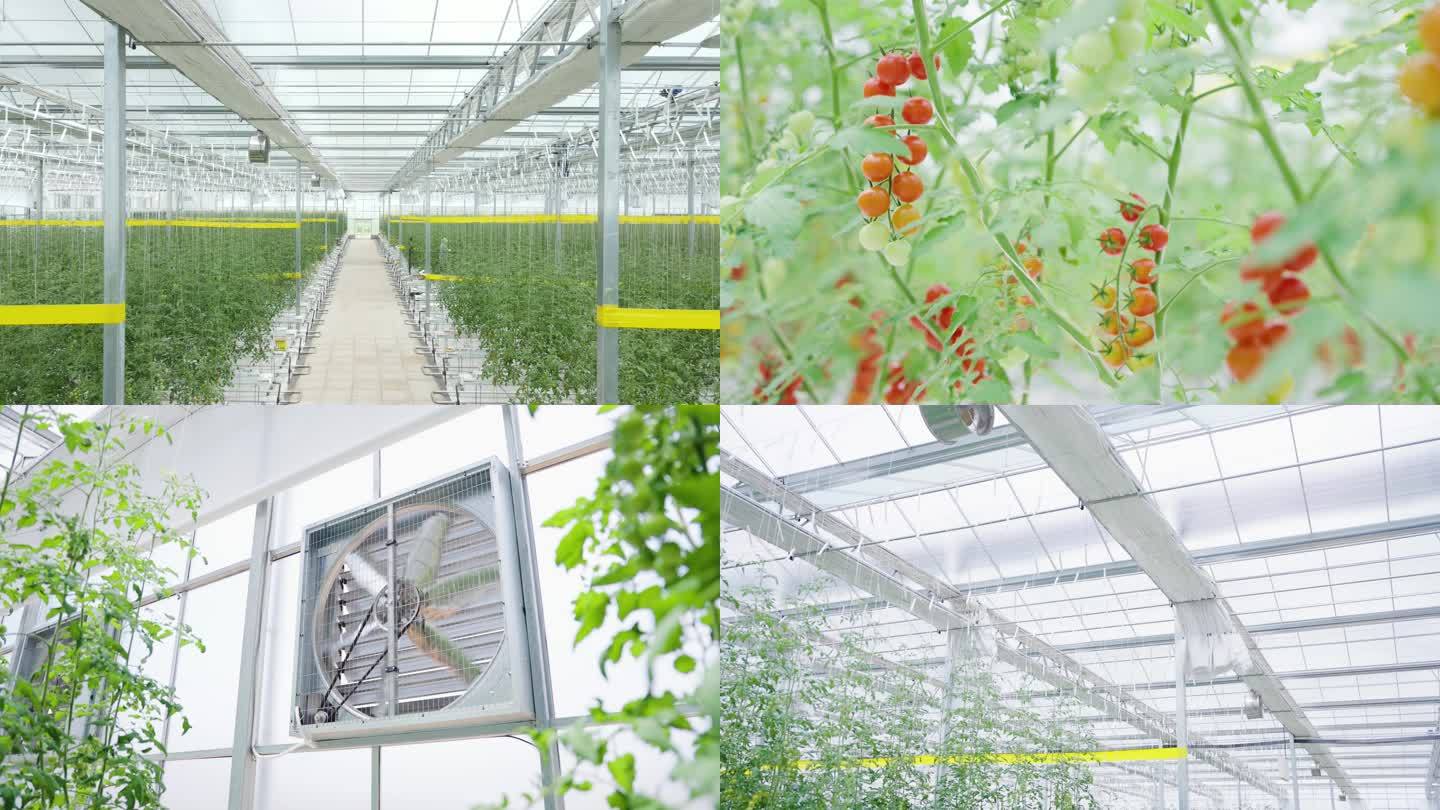 4K现代农业番茄种植