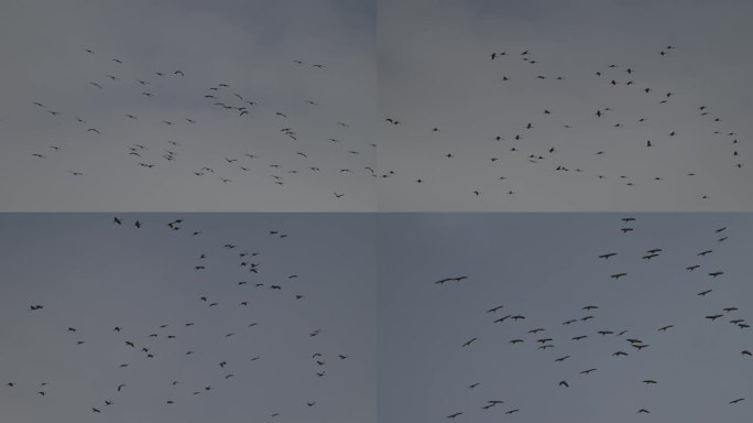 灰鹤集体在天空飞翔的升格画面