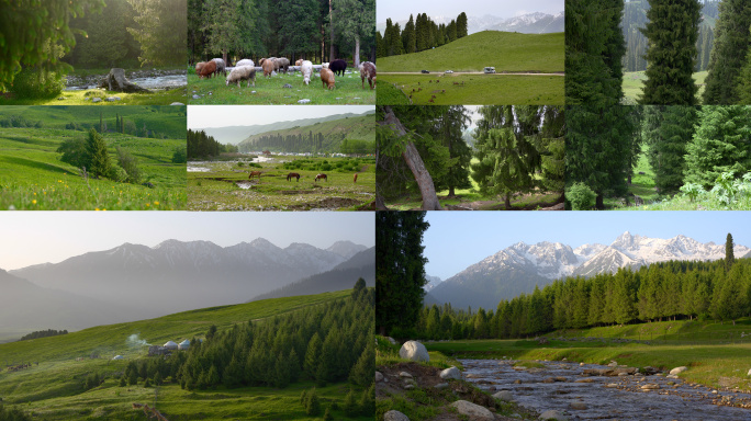 6月新疆伊犁恰西草原牛吗相机素材