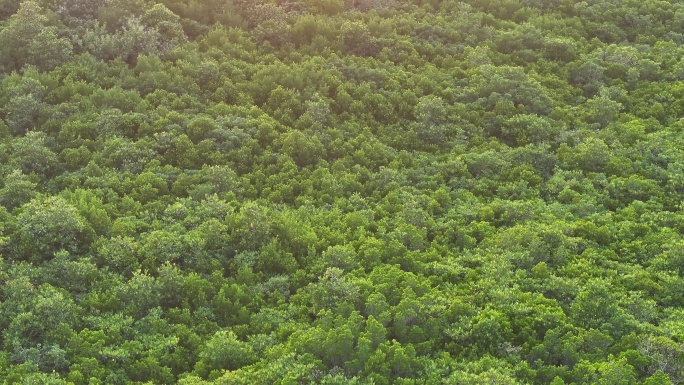 4K-Log-航拍八门湾国家海上森林公园