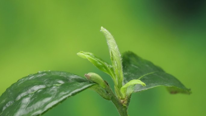 茶树发芽