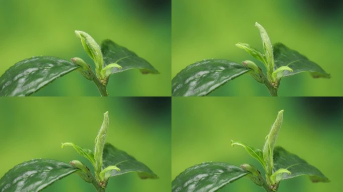 茶树发芽