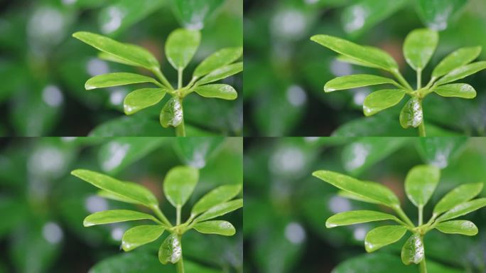 生命力春天春雷春雨春天绿植C0062