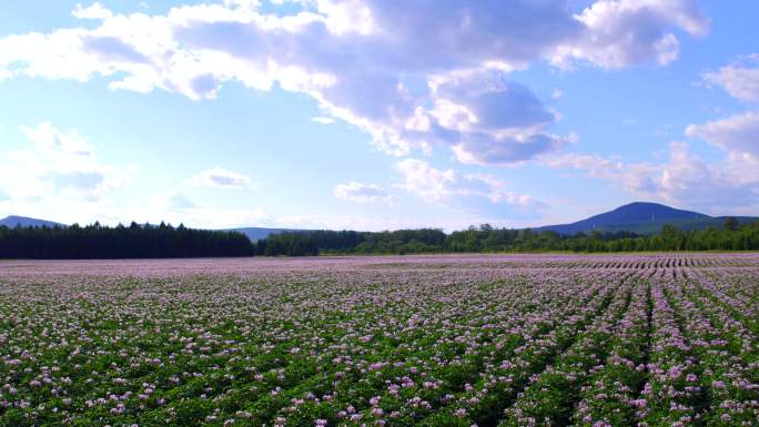 4K航拍马铃薯花 土豆花17年7月（4）