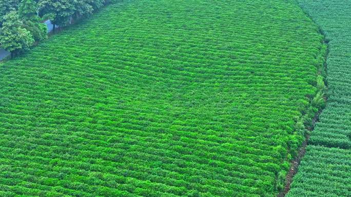 烟雨江南烟雾缭绕茶园