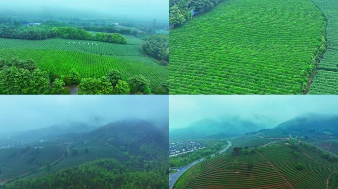 烟雨江南烟雾缭绕茶园