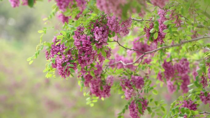 紫色槐花