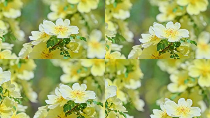 春天阳光下盛开的黄刺玫花朵