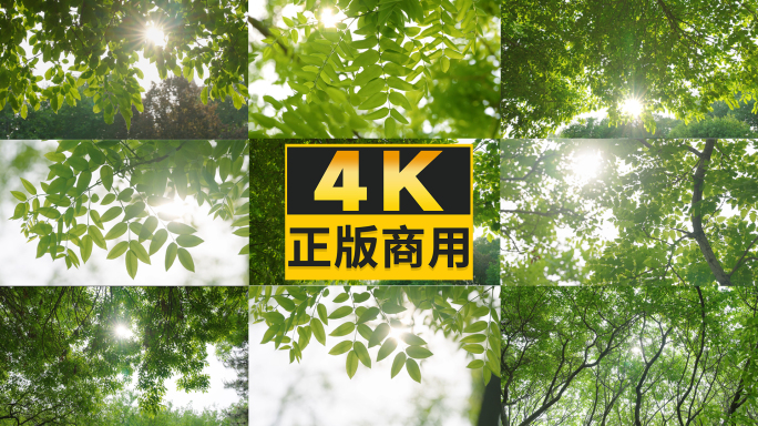 阳光透过树叶植物光影写意美好空镜绿色