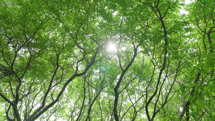阳光透过树叶植物光影写意美好空镜绿色