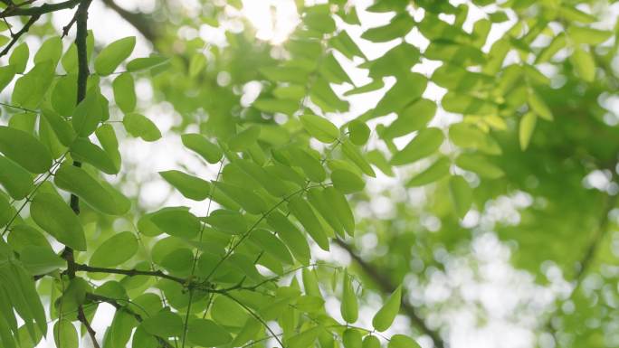 阳光透过树叶植物光影写意美好空镜绿色