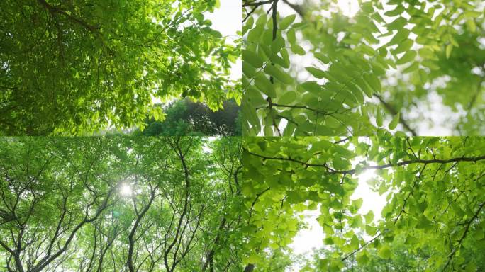 阳光透过树叶植物光影写意美好空镜绿色