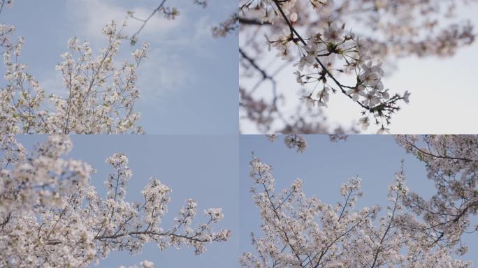 4K 樱花 花朵 春天樱花 樱花绽放