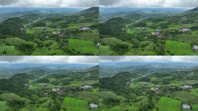 航拍梯田茶山云雾缭绕风景素材