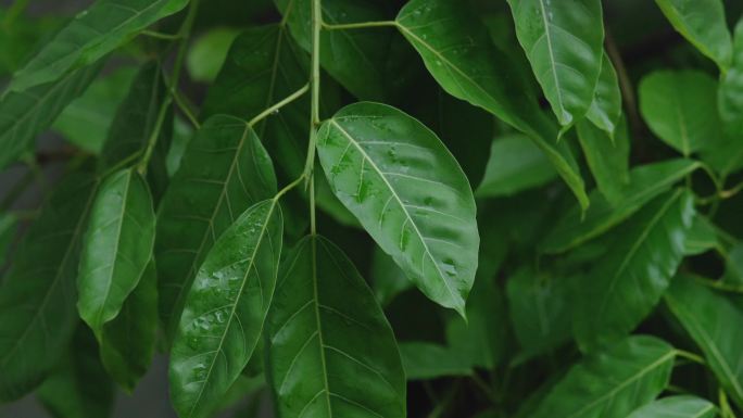 夏天春天树叶季节变化