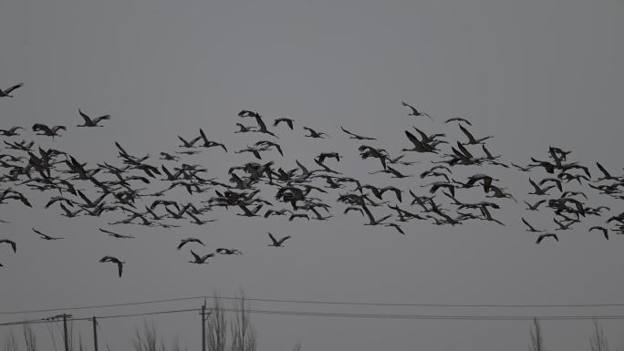 成千上万只灰鹤迁徙途中路过青海都兰县