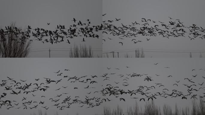 成千上万只灰鹤迁徙途中路过青海都兰县