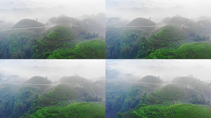 四川雅安大地指纹茶山茶园日出晨雾航拍