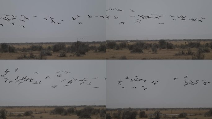 灰鹤迁徙飞过青海都兰草原的升格视频