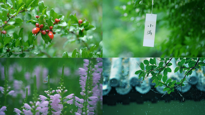 小满 节气 小麦 下雨 唯美空镜