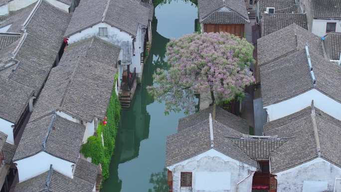 春天雨后江南水乡古镇周庄古镇风景航拍