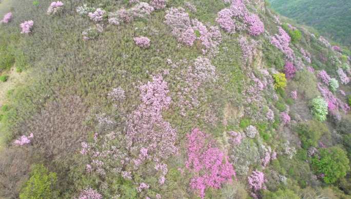 长城上漫山遍野的杜鹃花