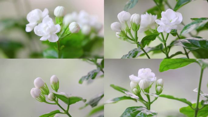 【4k合集】美丽的茉莉花