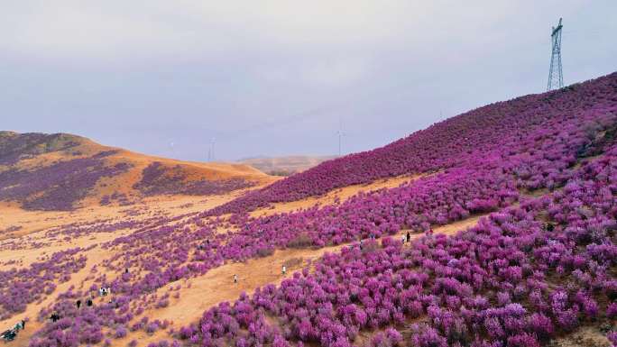 扎兰屯大架山杜鹃花航拍